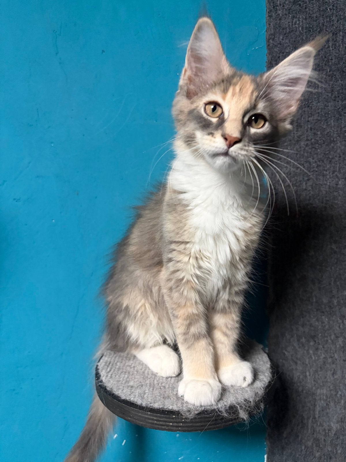Maine Coon Kittens met Stamboom N/N op HCM/PKD/SMA main coon, Dieren en Toebehoren, Meerdere dieren, Met stamboom