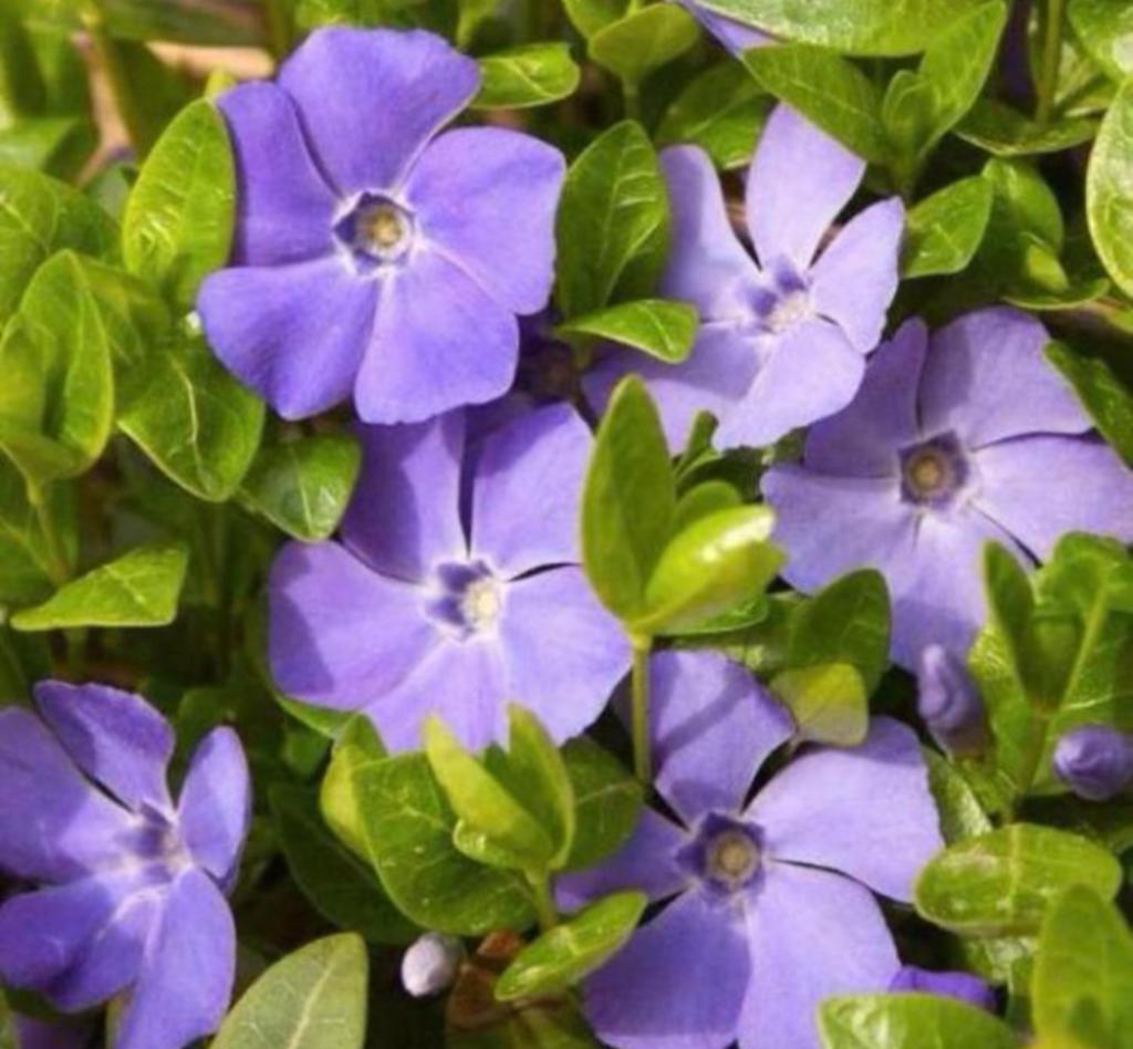 Maagdenpalm Vinca minor - Paars/Blauw Bloeiende Bodembedekke, Tuin en Terras, Ophalen, Bodembedekkers, Vaste plant, Halfschaduw