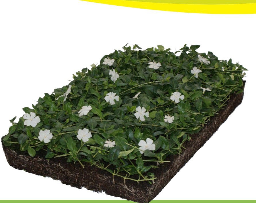 Vinca (maagdenpalm)cassettes voor dak en tuin, Ophalen of Verzenden, Overige soorten, Halfschaduw