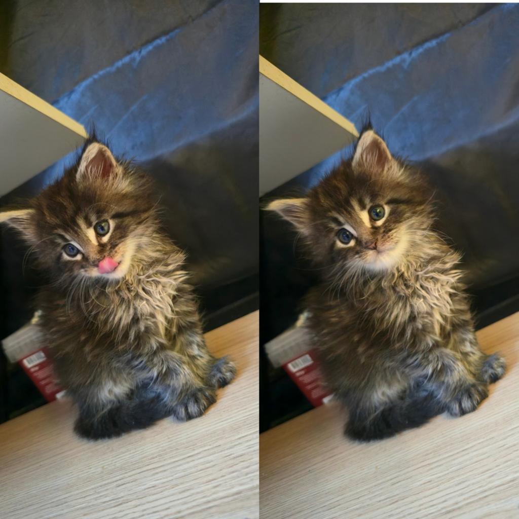 Maine Coon, Meerdere dieren