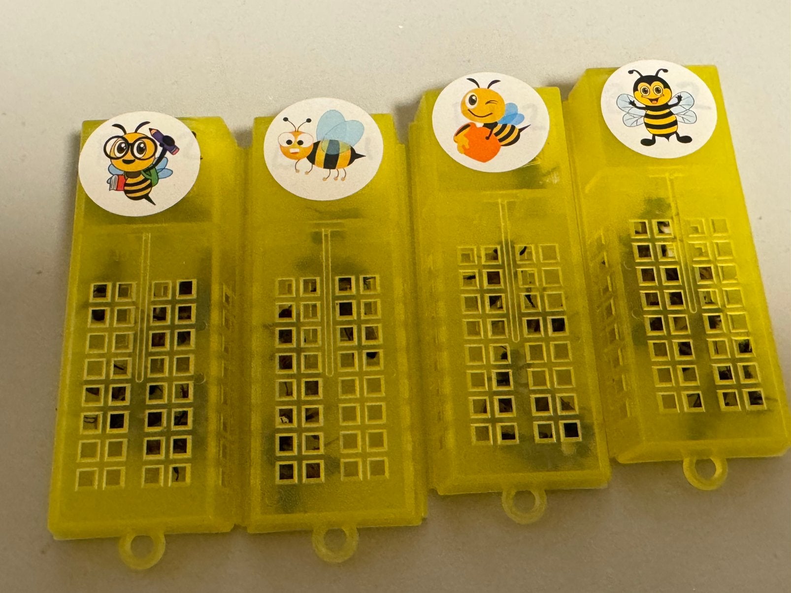 Te koop onbevruchte Buckfast koninginnen, Dieren en Toebehoren, Insecten en Spinnen, Bijen