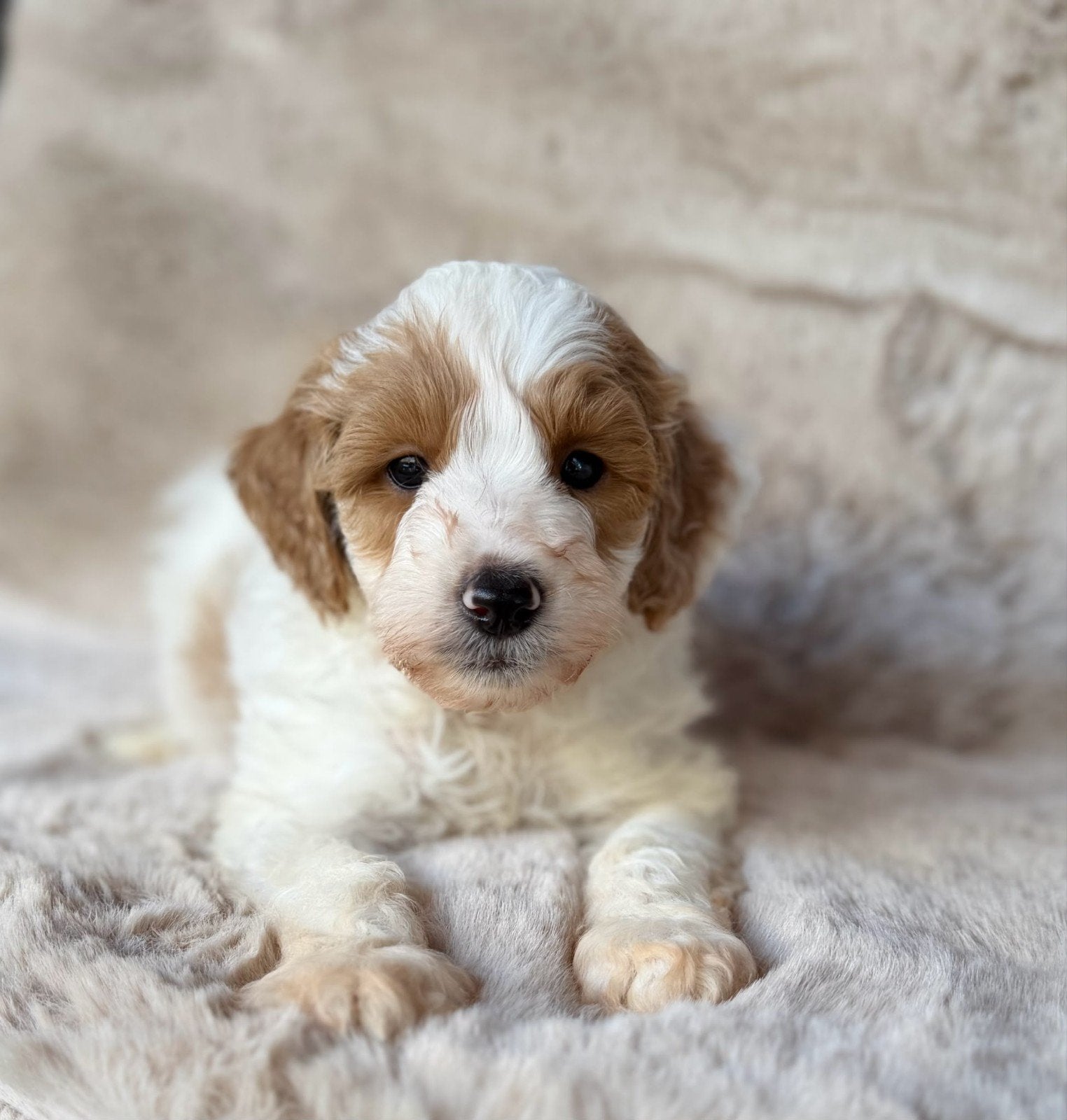 Australian labradoodle pups mini, Overige rassen, 8 tot 15 weken, Meerdere, Meerdere dieren