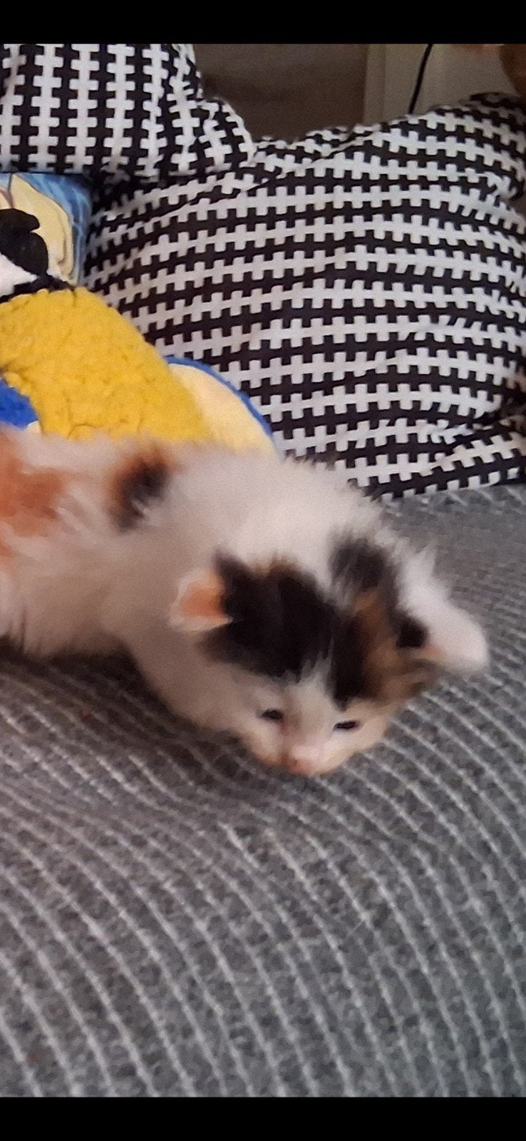 maine coon kittens, Meerdere dieren, Ontwormd, 0 tot 2 jaar