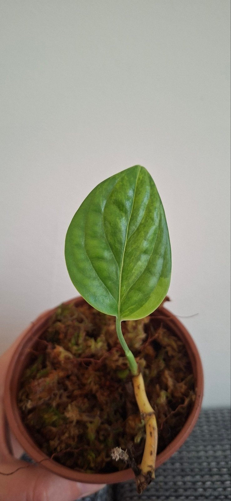 monstera karstenianum / Peru Variegata, Ophalen, Halfschaduw, Minder dan 100 cm