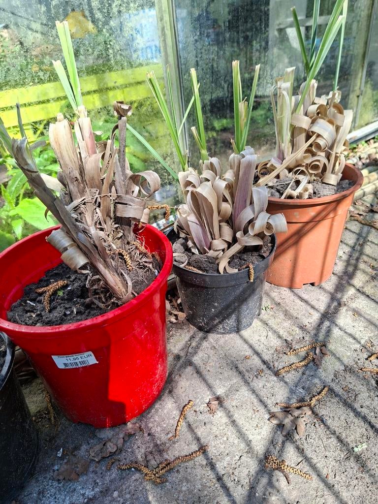 Pampasgras stekken met witte pluimen, Ophalen, Volle zon, Vaste plant, Siergrassen