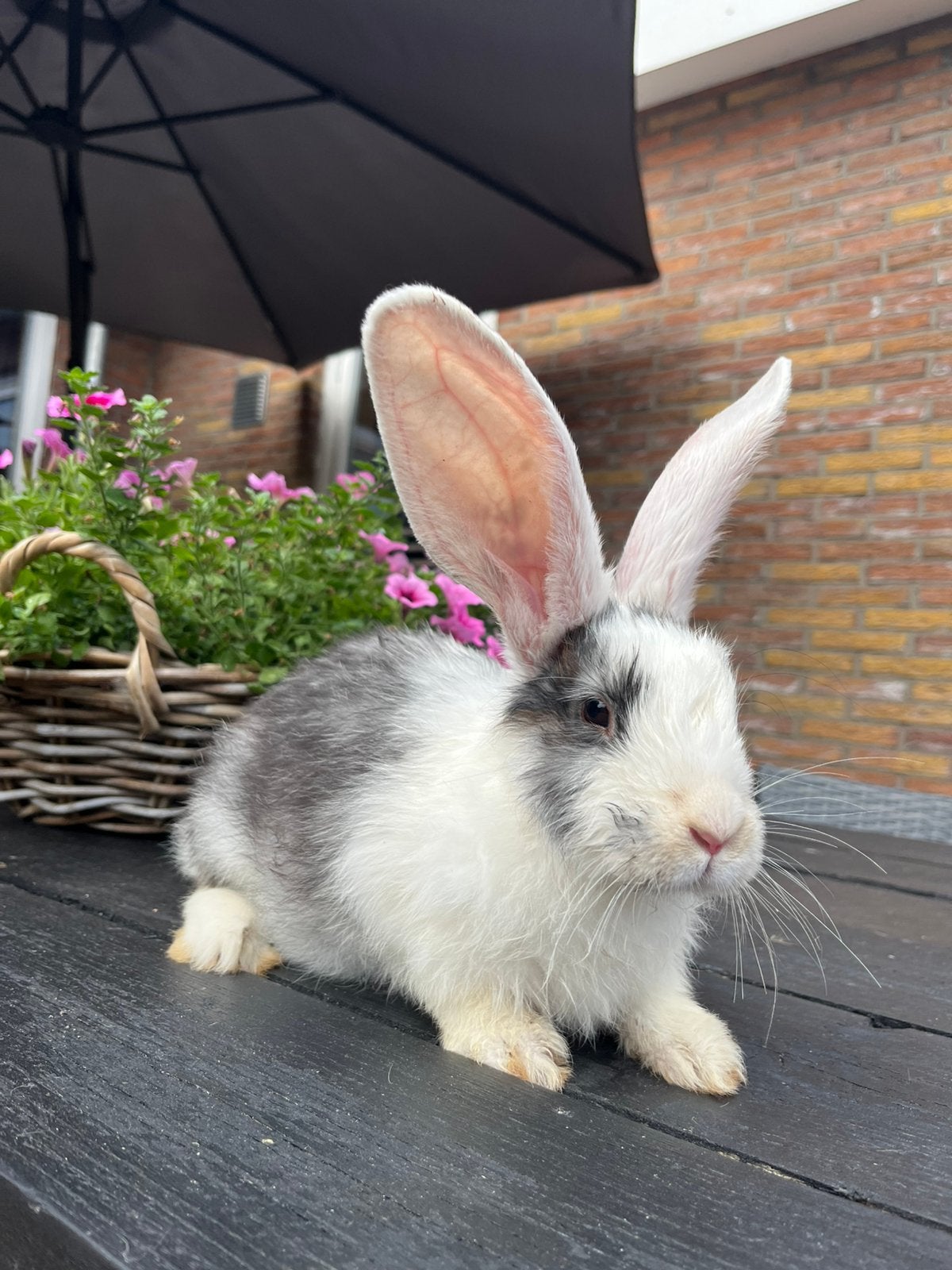 Raszuivere jonge duitse reus, Dieren en Toebehoren, Konijnen, Mannelijk, Groot