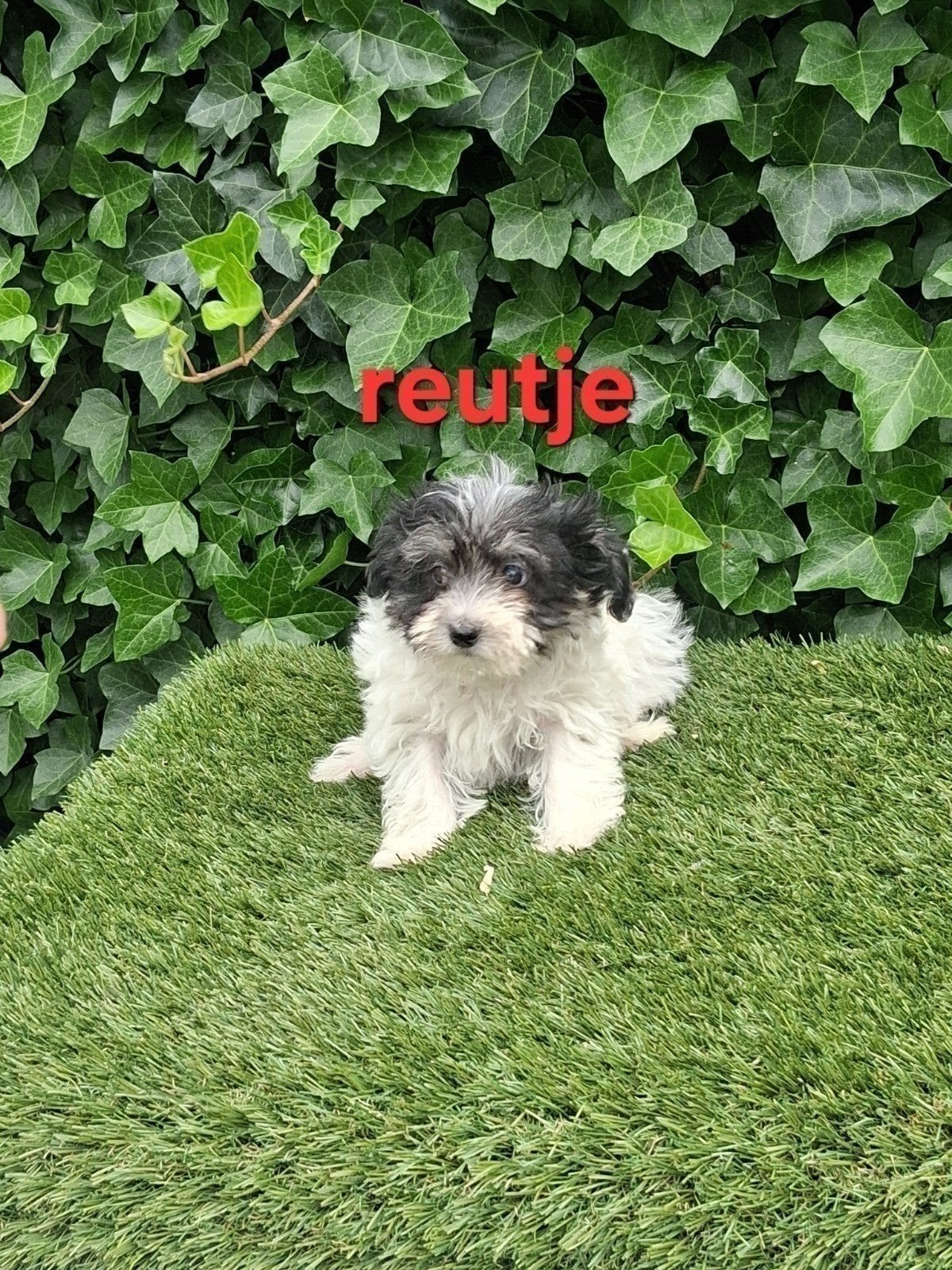 te koop.mooie speelse boomer pups, Dieren en Toebehoren, Parvo, Overige rassen, 8 tot 15 weken, Meerdere