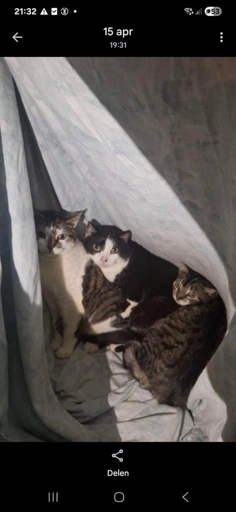 Boerderijkatten, Dieren en Toebehoren, Katten en Kittens | Overige Katten, Kater, 3 tot 5 jaar