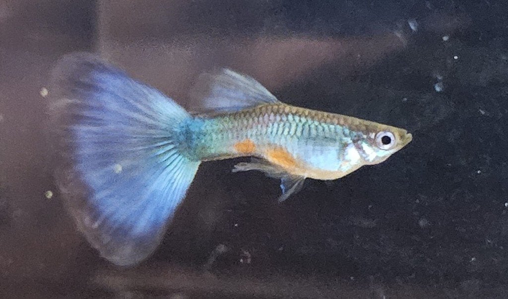 Singa Blue Tail zuivere ras guppy's, Vis, Zoetwatervis