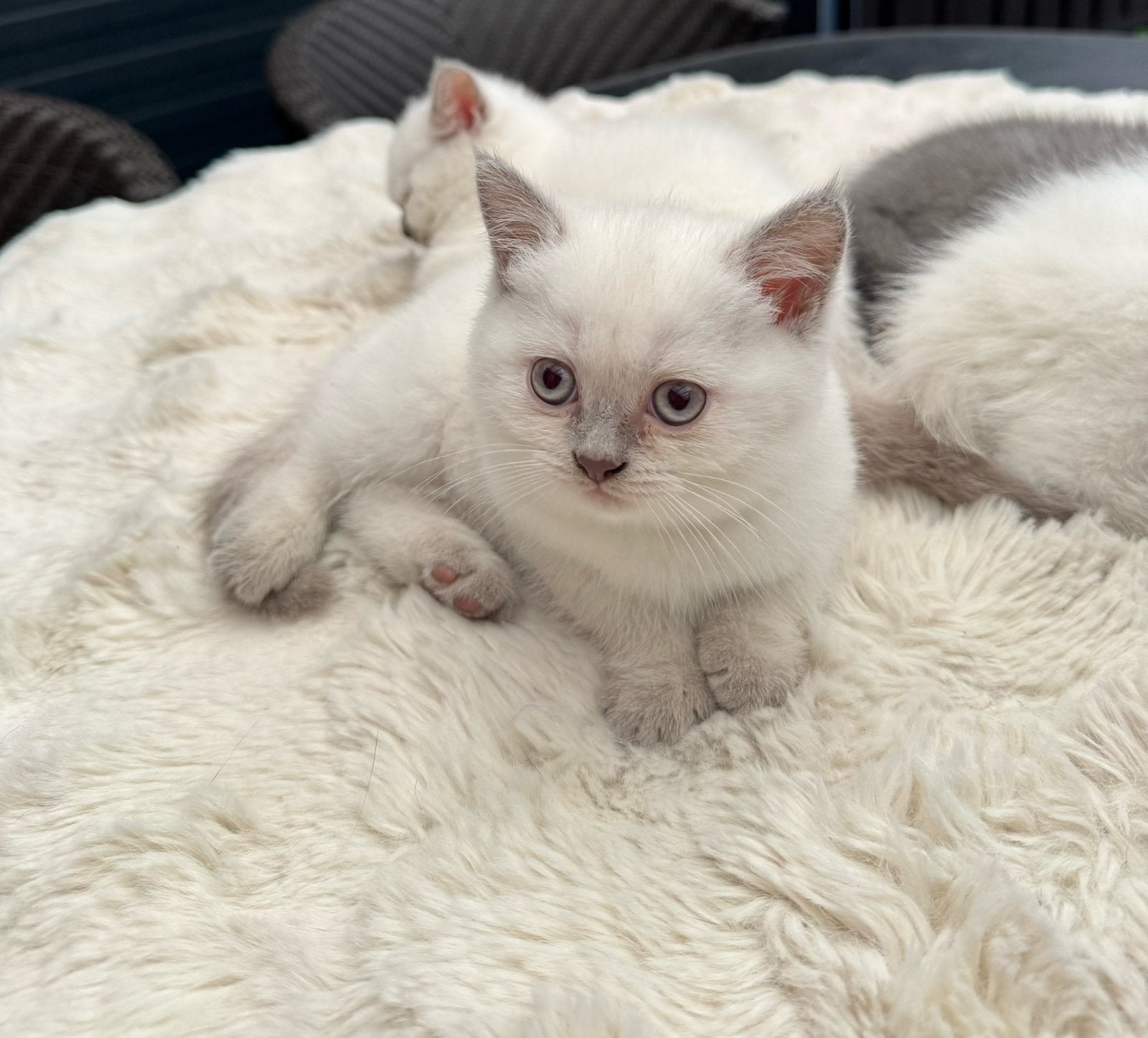 2 brits kortharen kitten poes beschikbaar, Poes