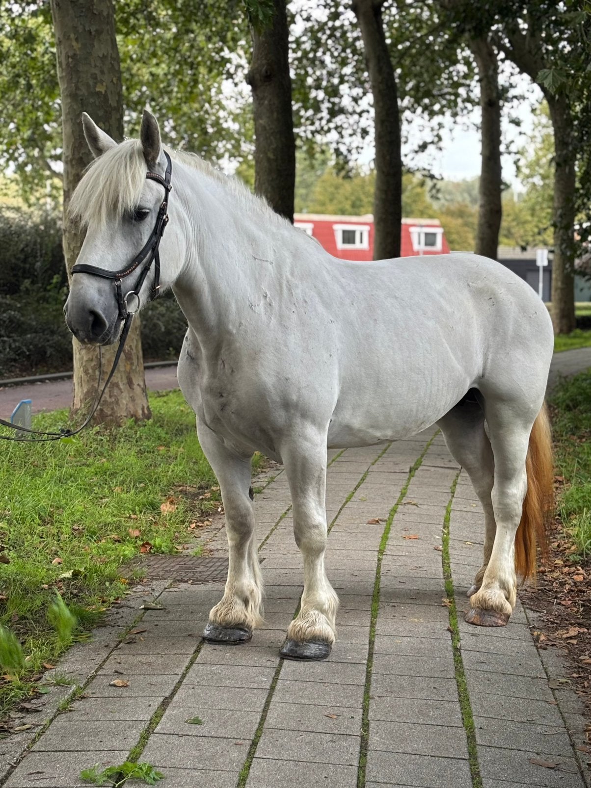 lilly | Het perfecte recreatie paard, Dieren en Toebehoren, Merrie, Minder dan 160 cm, B, Gechipt