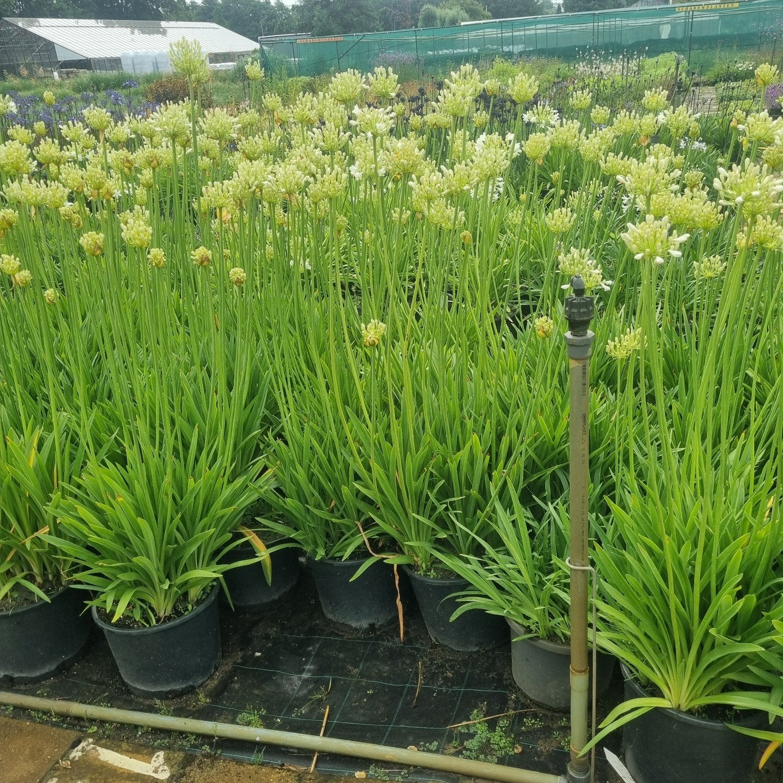 Agapanthus in 15 liter potten - Direct van de kwekerij, Ophalen