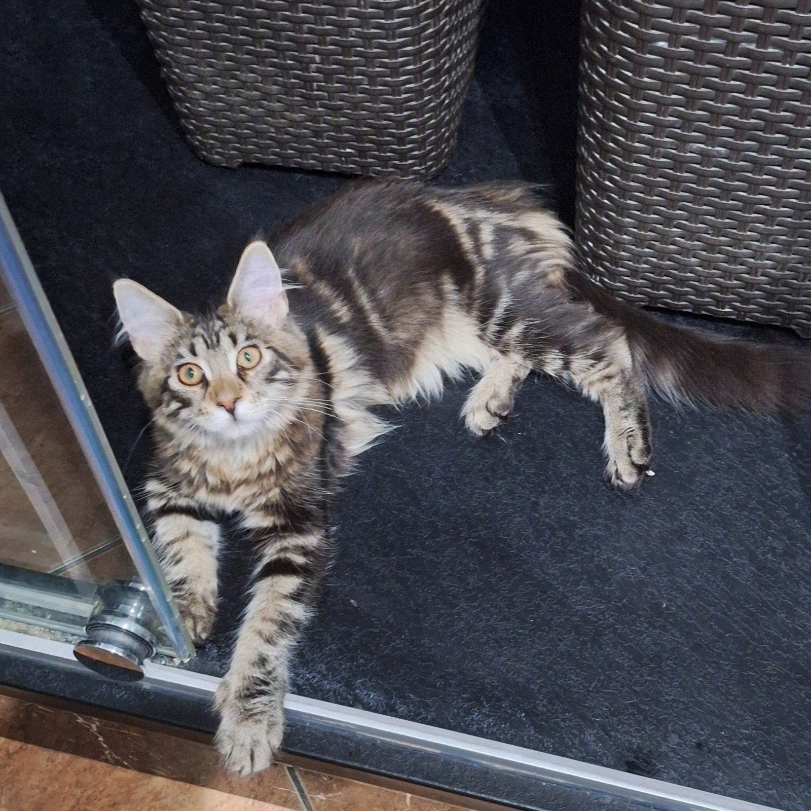 100% maine coon puber., Poes, Langharig, 0 tot 2 jaar
