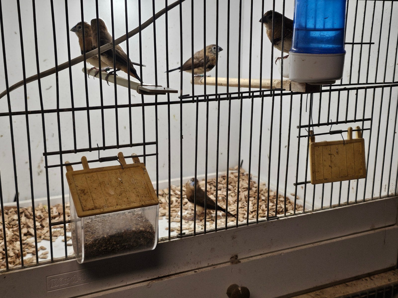 Te koop: kruising Zilverbekjes / Binchenow Astrildes, Dieren en Toebehoren, Meerdere dieren, Geringd