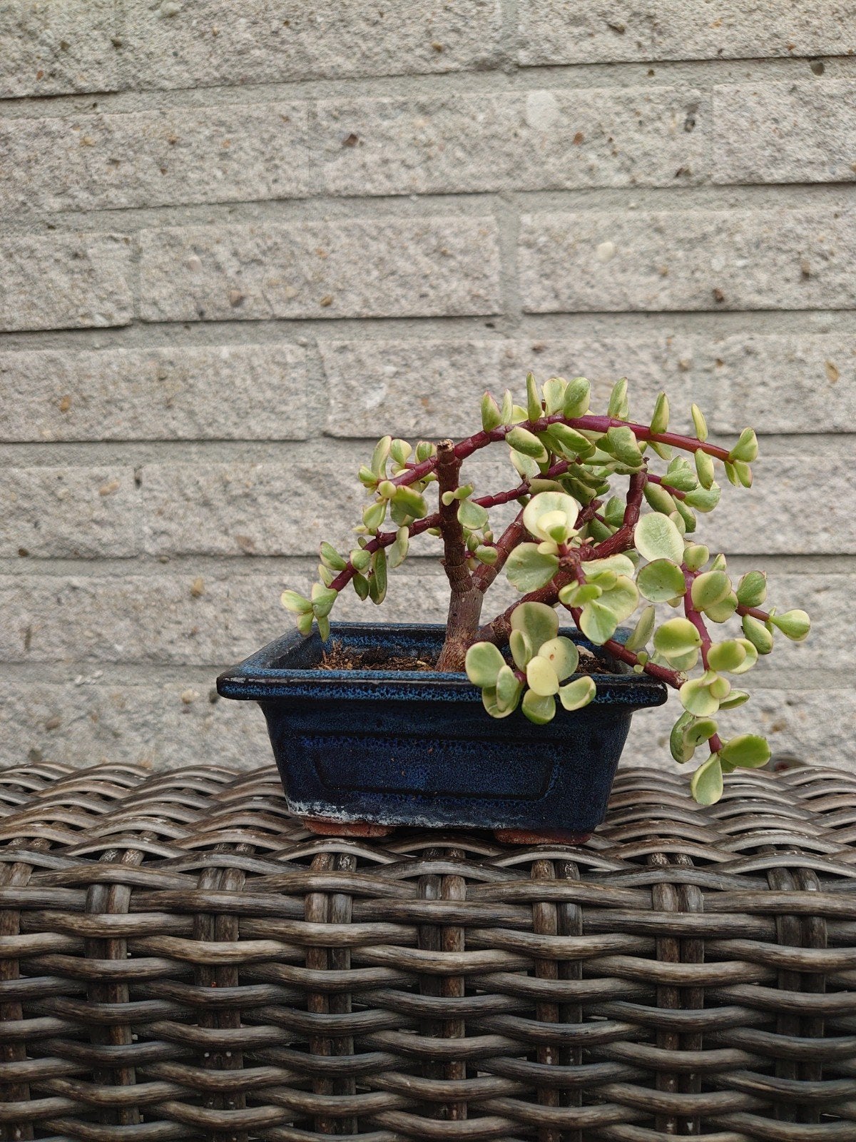 Portulacaria Afra Vari bonsai in keramische pot, Huis en Inrichting, Kamerplanten, Ophalen, In pot, Minder dan 100 cm, Bonsai