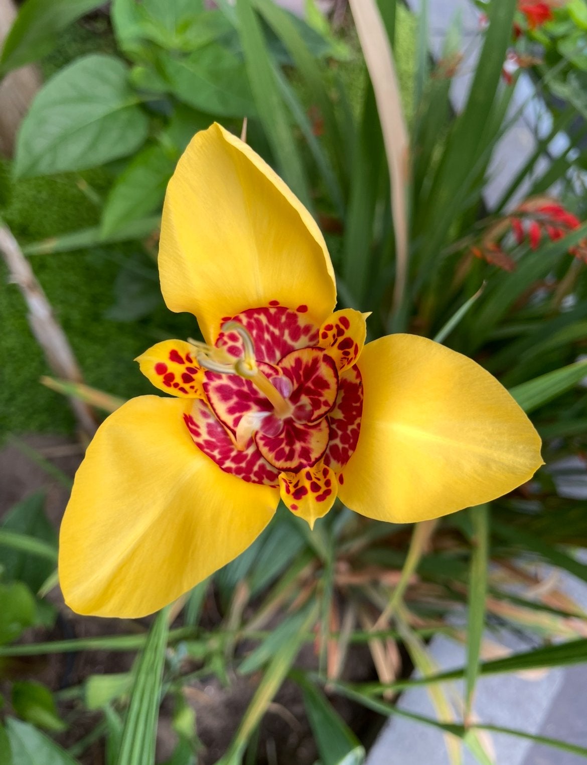 Tijgerbloem Zadenmix - Prachtige Kleuren voor uw Tuin, Verzenden, Voorjaar, Volle zon, Zaad