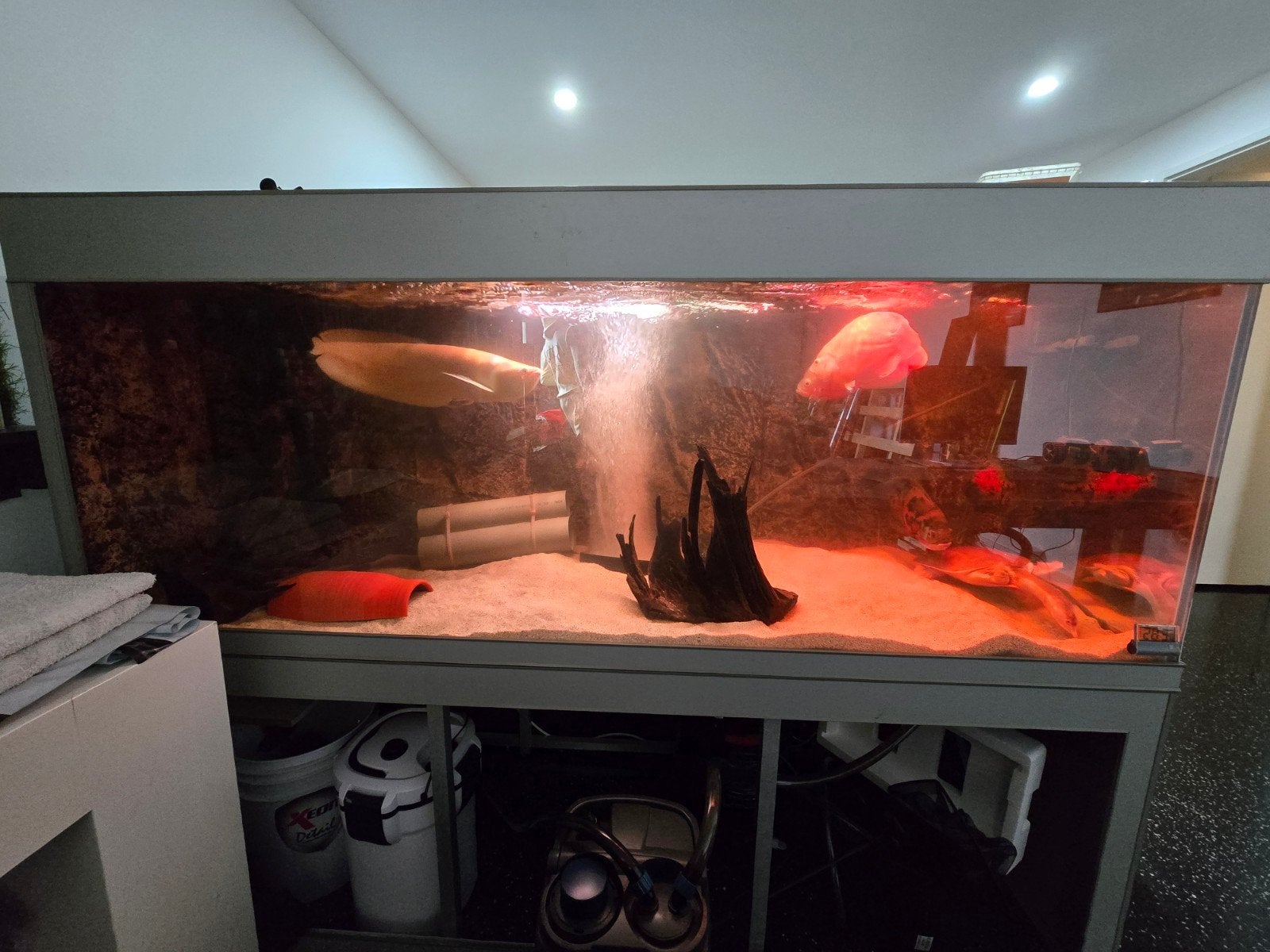 compleet aquarium met of zonder vissen, Ophalen, Gevuld zoetwateraquarium