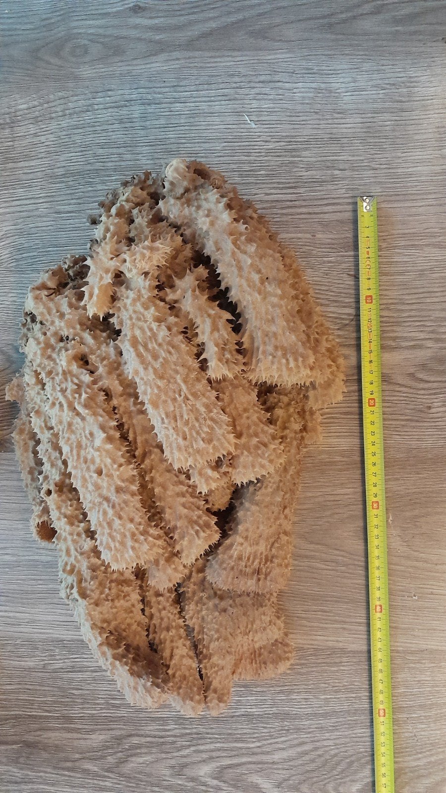 Taxidermie opgezette dieren te koop, nu voor kleine prijsjes, Ophalen of Verzenden, Nieuw
