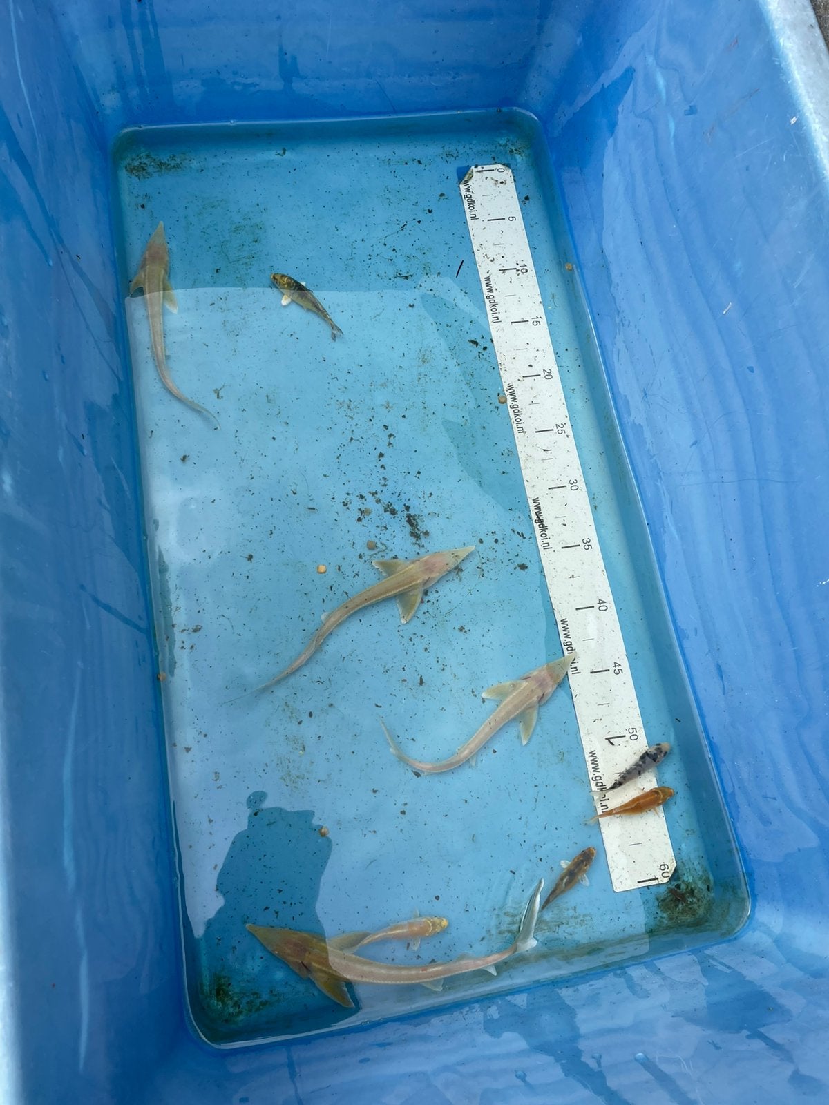 Steurtjes albino, Karper of Koi
