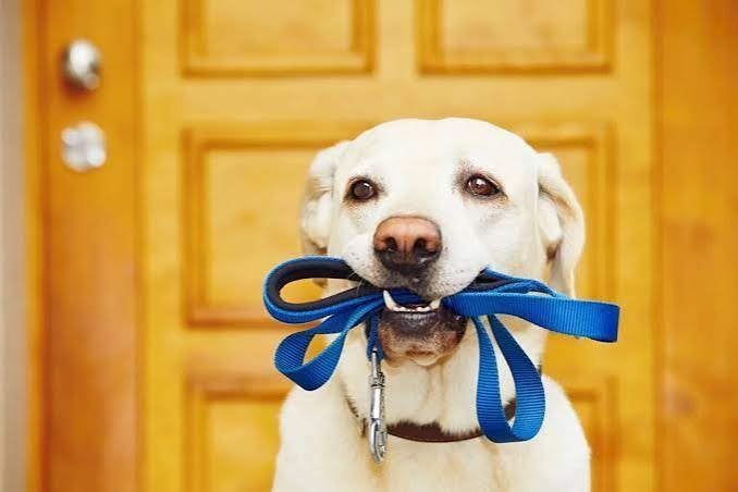 Honden uitlater aangeboden!, Dieren en Toebehoren, Ophalen of Verzenden