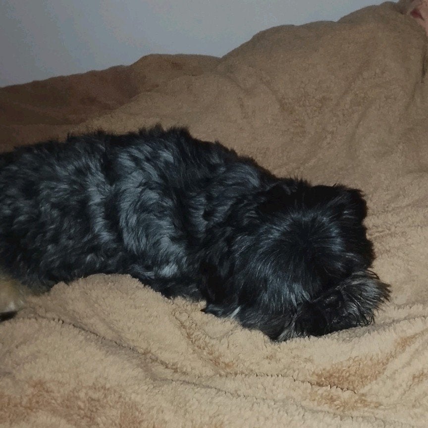 lief boomer reutje, Dieren en Toebehoren, Reu, Eén hond, CDV (hondenziekte), 3 tot 5 jaar