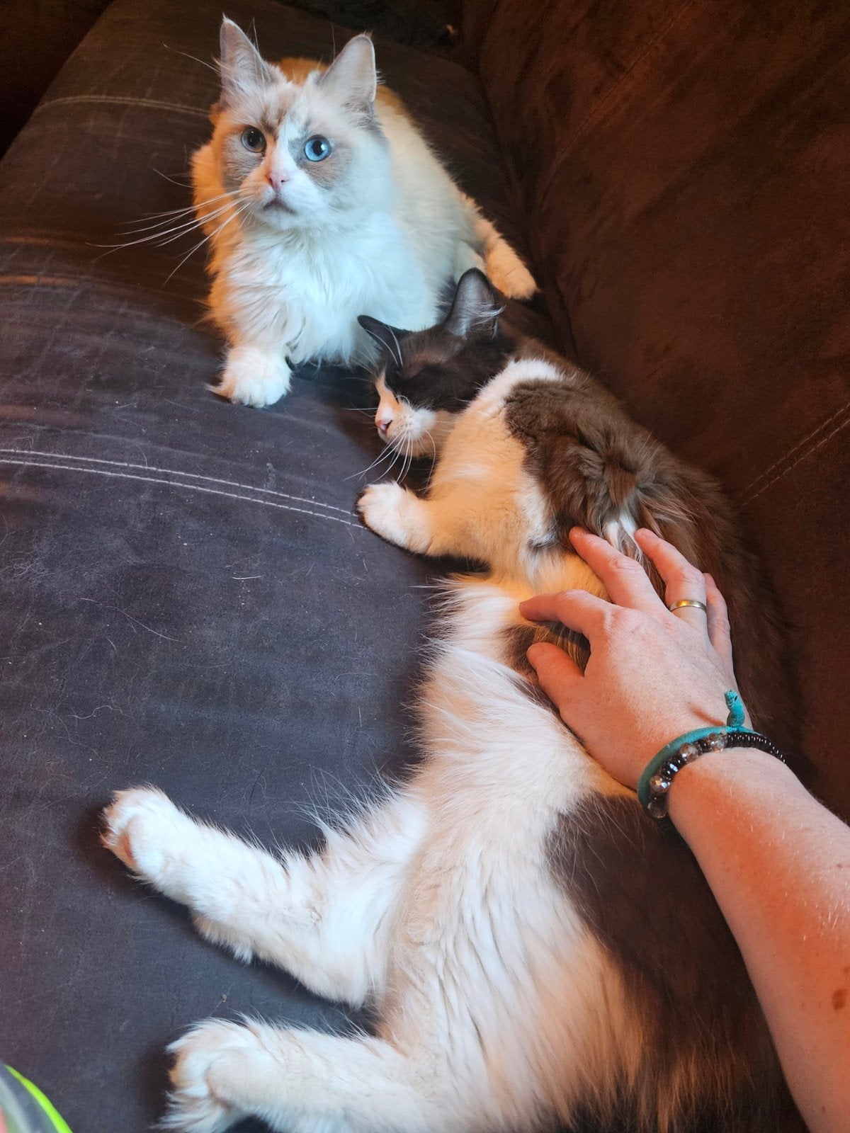 Ragdoll of Ragdolls te koop, Poes, 0 tot 2 jaar