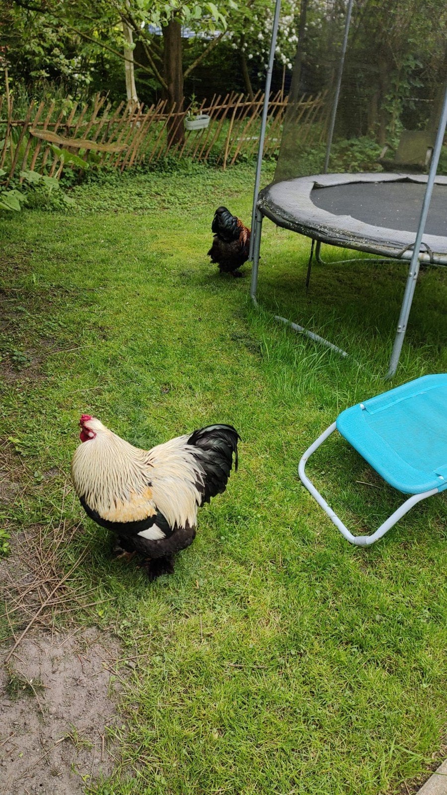Brahma hanen, Mannelijk, Kip