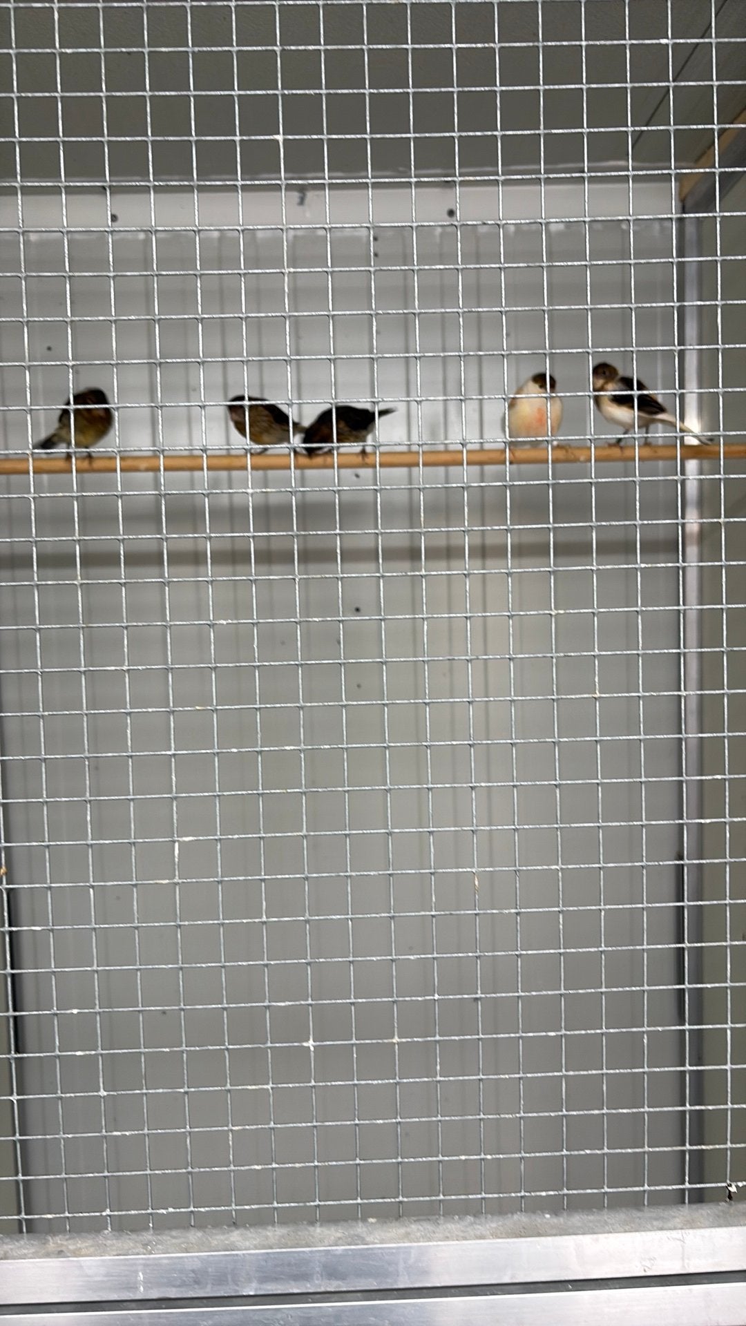 Harlekijnen kanaries te koop, Dieren en Toebehoren, Meerdere dieren, Kleurkanarie