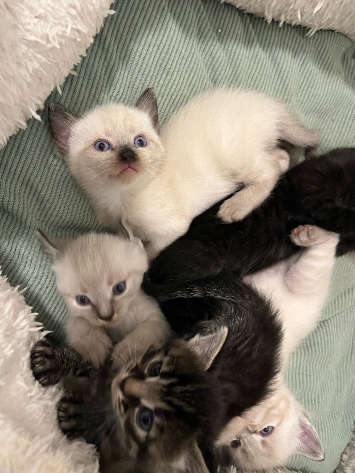 Mijn lieve Siamese kittens 💙zoeken een warm huisje