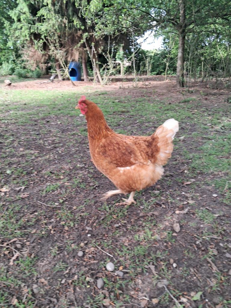 Kipjes uit de opvang. Legkippen, Dieren en Toebehoren, Pluimvee, Vrouwelijk, Kip