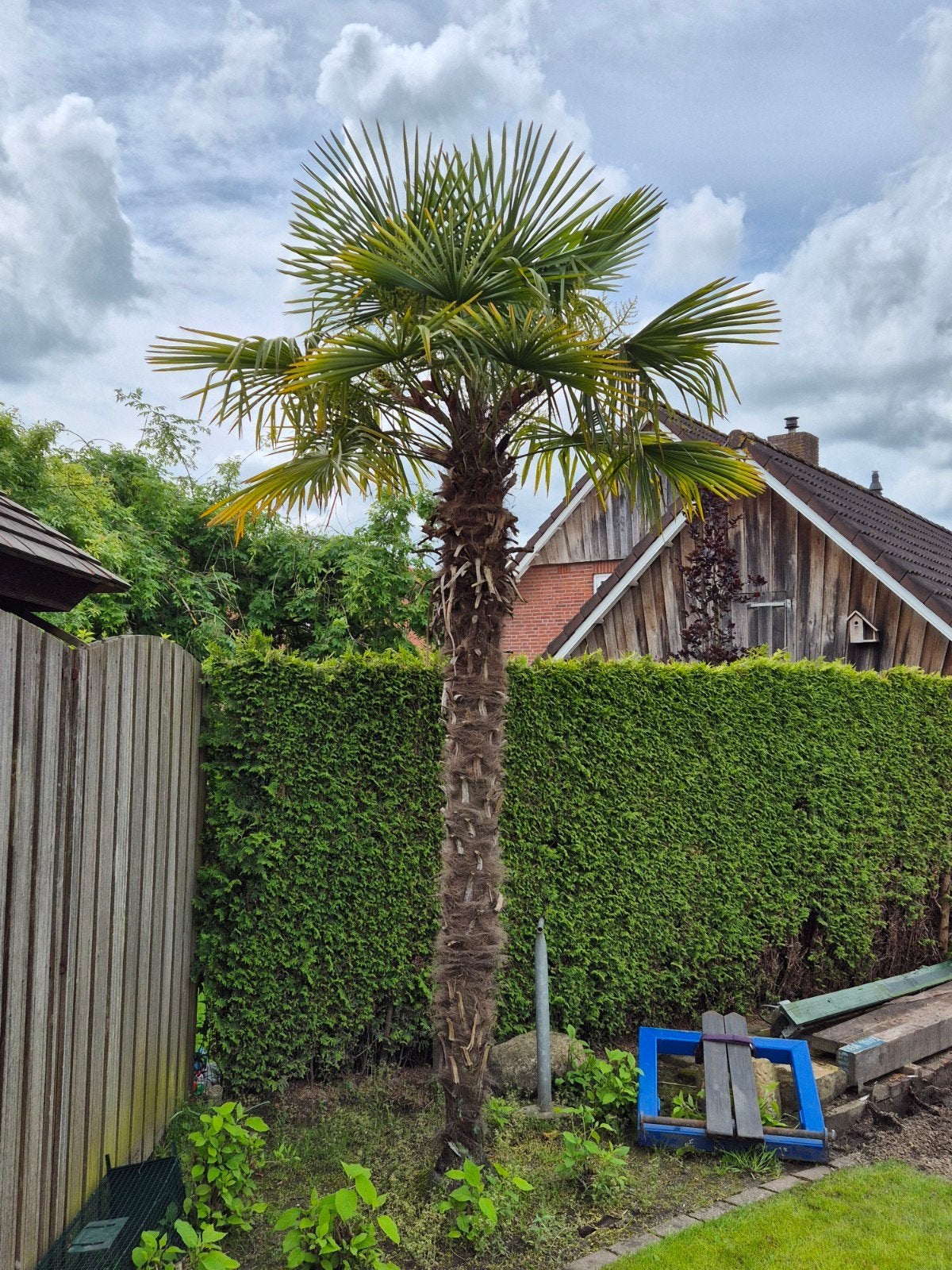 Te koop mooie palmboom, 100 tot 250 cm, Zomer, Palmboom, Ophalen