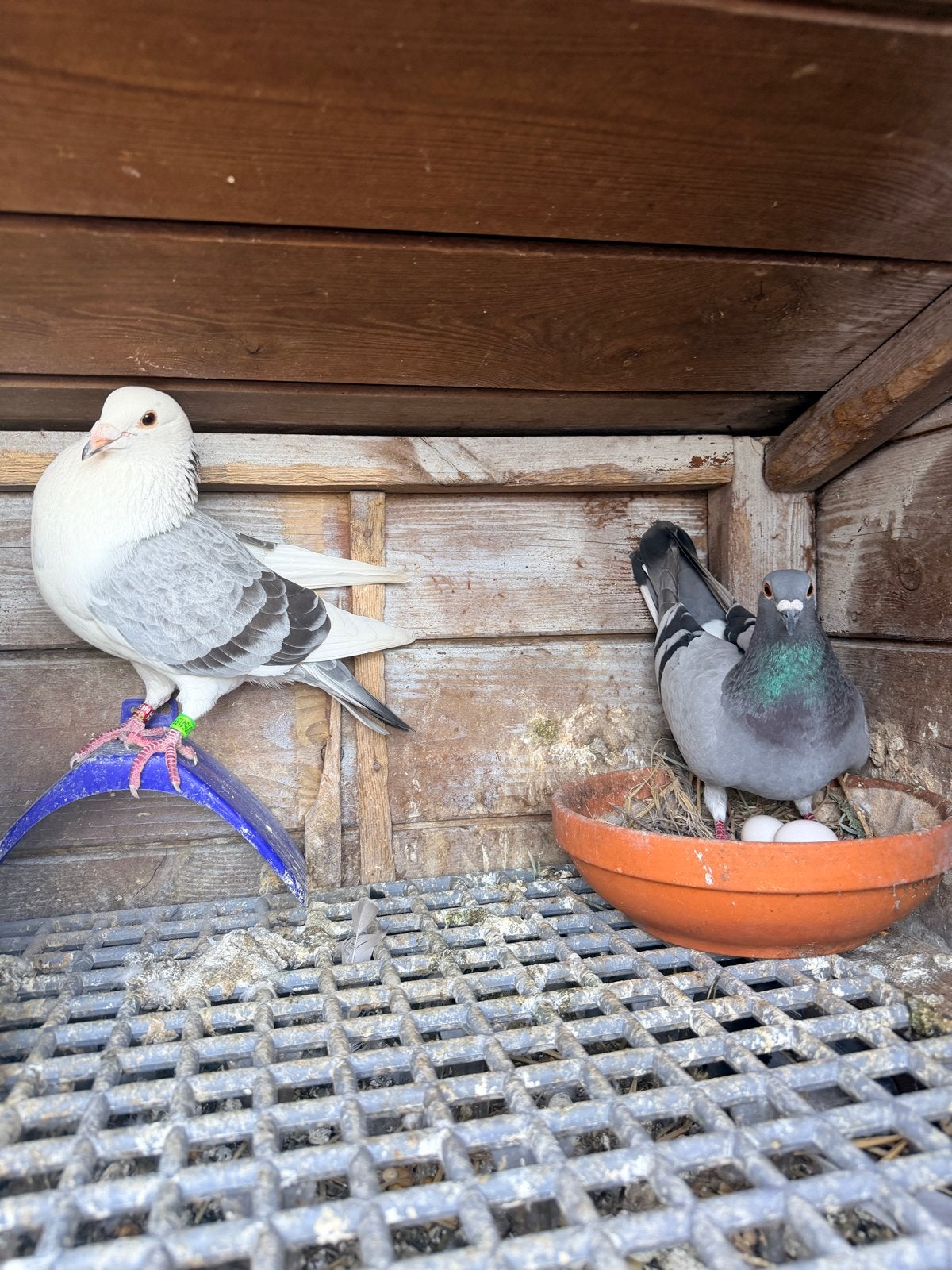 A, Dieren en Toebehoren, Meerdere dieren, Postduif