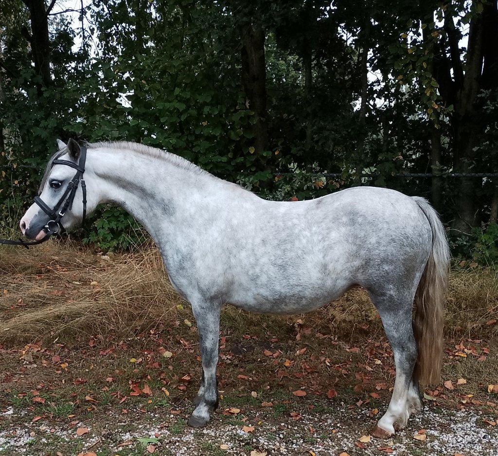 Mooie talentvolle 3 jarige  Welsh merrie met goede beweging., Dieren en Toebehoren, Merrie, Met stamboom, A pony (tot 1.17m), 3 tot 6 jaar