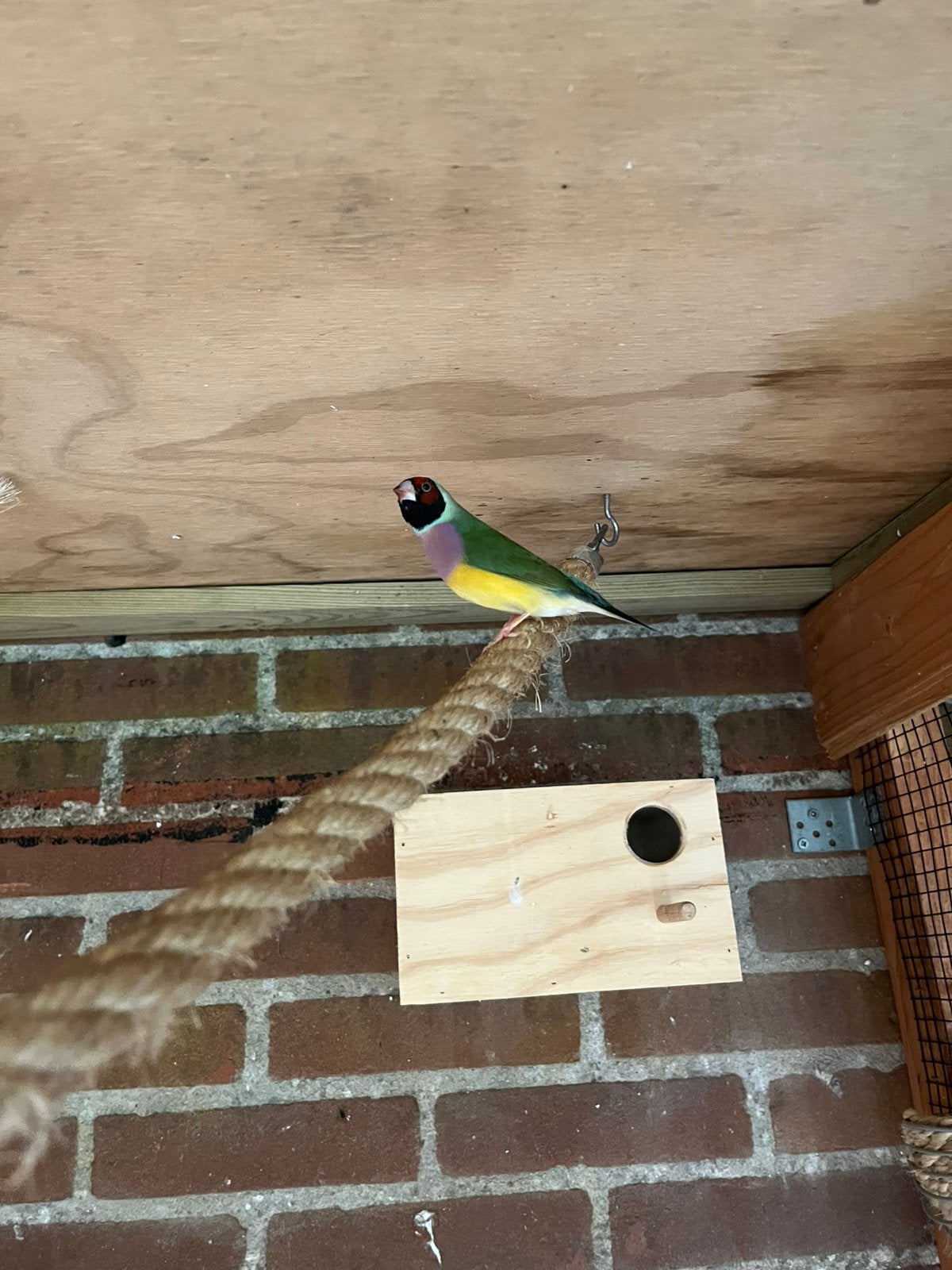 Gouldamadine pop, Vrouwelijk, Tropenvogel, Geringd