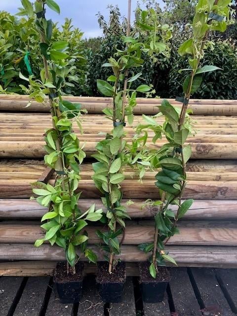 Nieuw binnen!! Toscaanse Jasmijn, 80-100 cm € 8,95 per stuk, Volle zon, Vaste plant, Ophalen of Verzenden, Klimplanten
