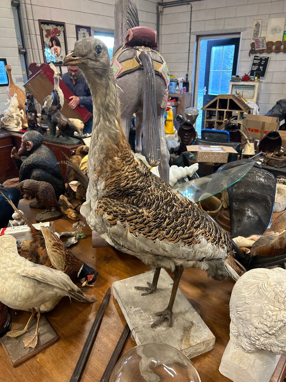 Mooie zeldzame grote trap taxidermy, Ophalen