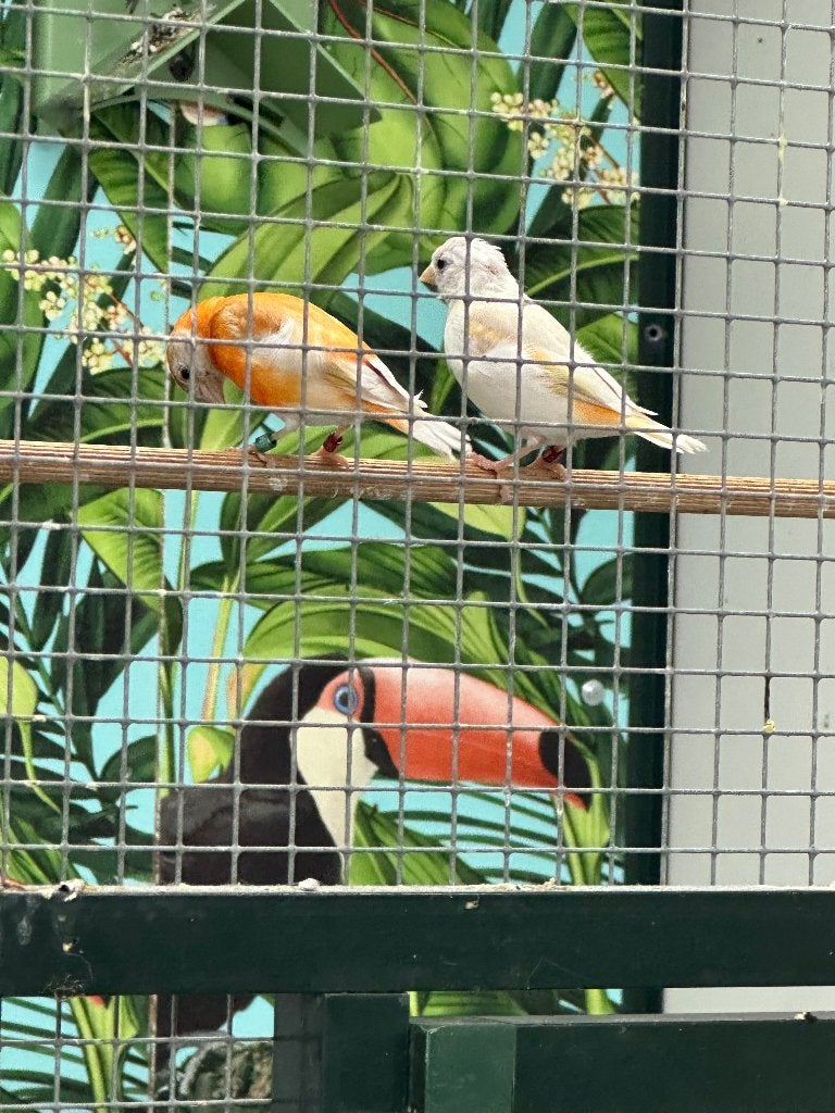 Kapoetsesijs mutatie, Meerdere dieren