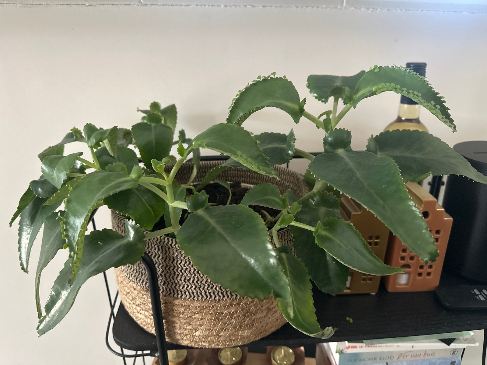 Moederplant met mand, Huis en Inrichting, Kamerplanten, Ophalen, Overige soorten, Halfschaduw, In pot