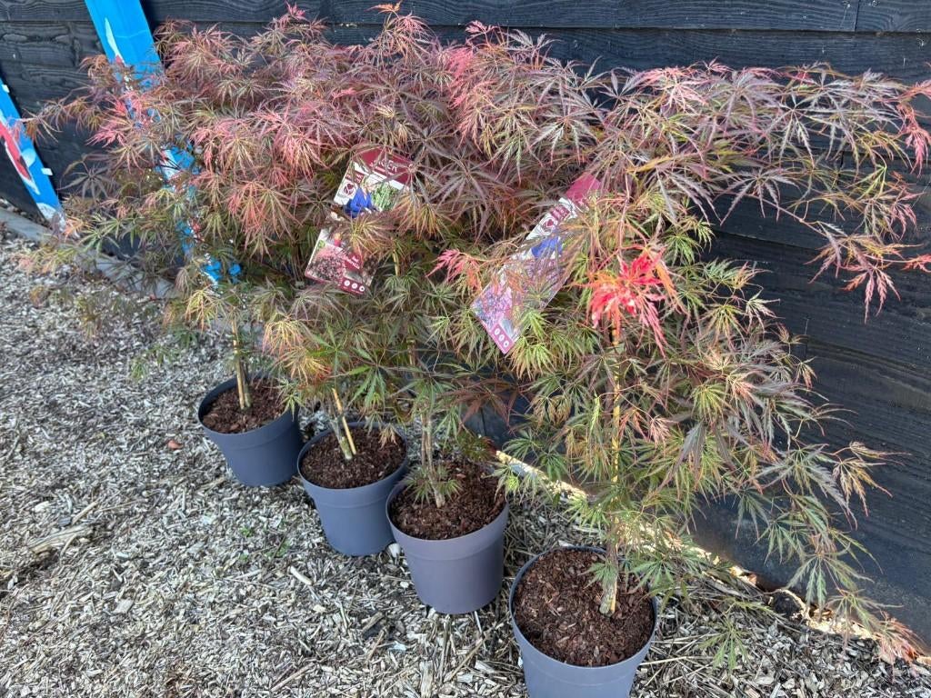 Japanse Acer buiten in diverse soorten, Tuin en Terras, Planten | Bomen, Bloeit niet, Halfschaduw, Overige soorten, Minder dan 100 cm
