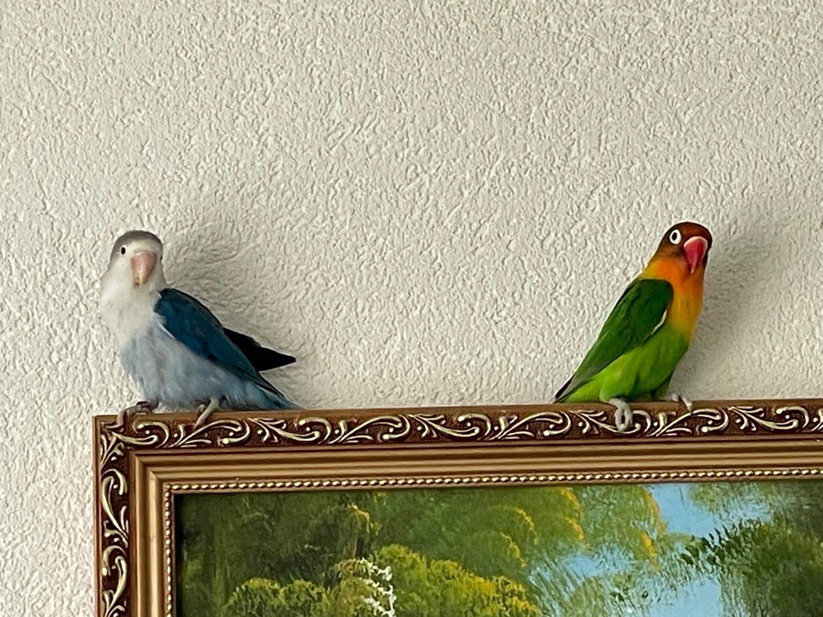Prachtige en Lieve Agapornis Dwergpapegaai Lovebird Handtam, Meerdere dieren, Dwergpapegaai of Agapornis, Tam