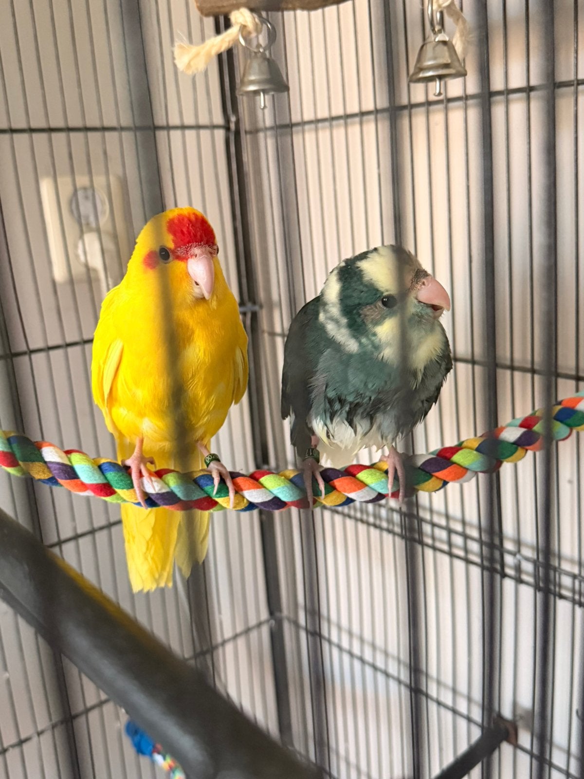 Spoed te koop 2 Kakarikis met kooi, Dieren en Toebehoren, Mannelijk, Parkiet
