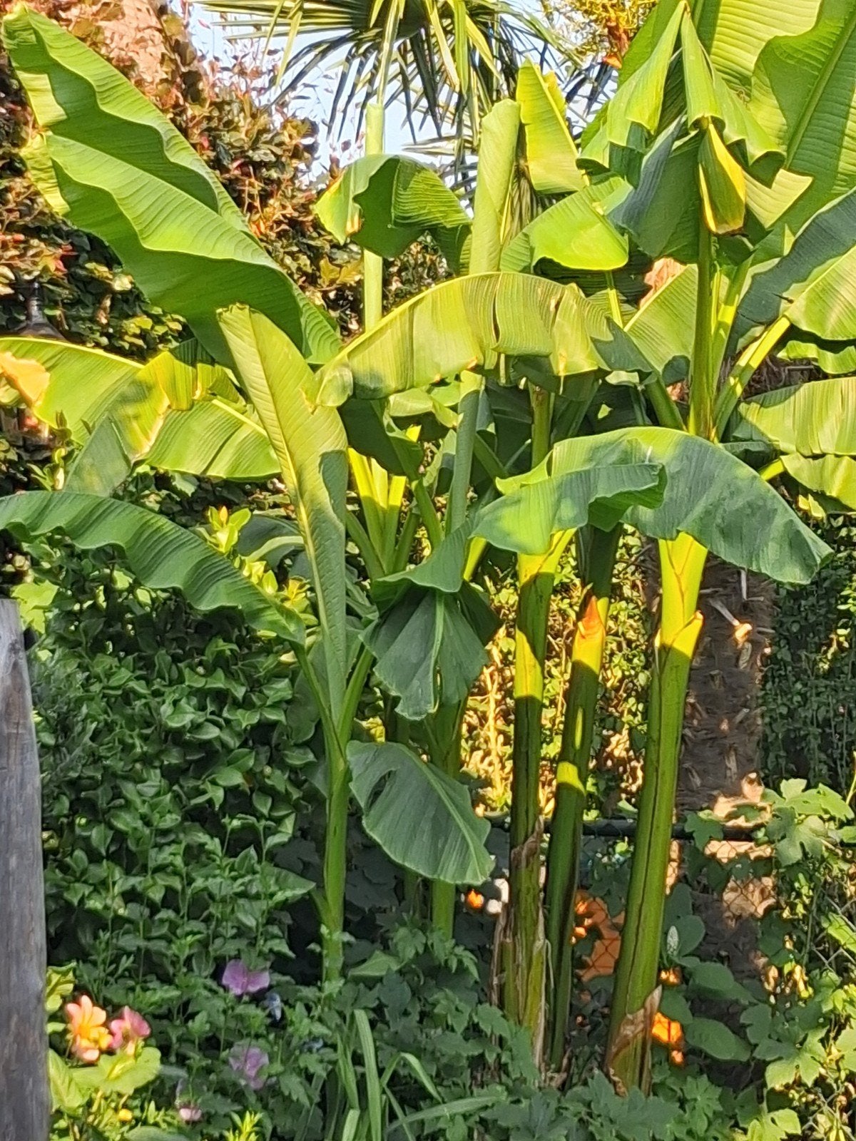Musa Basjoo bananenplant/ bananenboom, Tuin en Terras, Ophalen, Gehele jaar, Volle zon