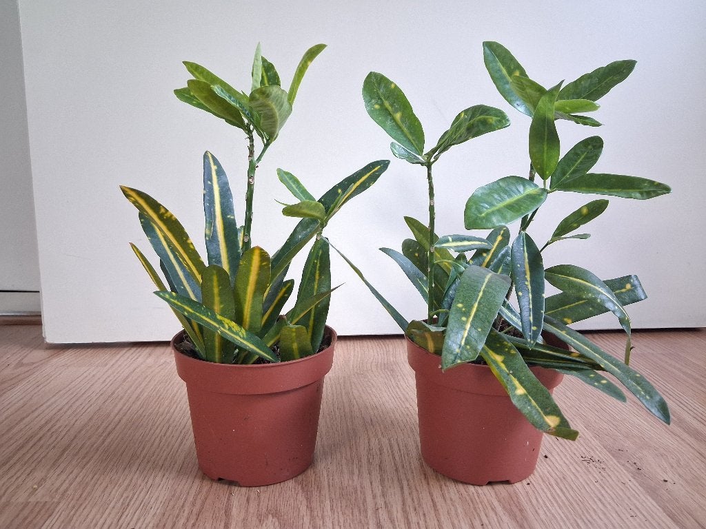 Croton Codiaeum Sunny Star - Kroton / Wonderstruik H: 28 cm., Ophalen, Overige soorten, Halfschaduw, Minder dan 100 cm