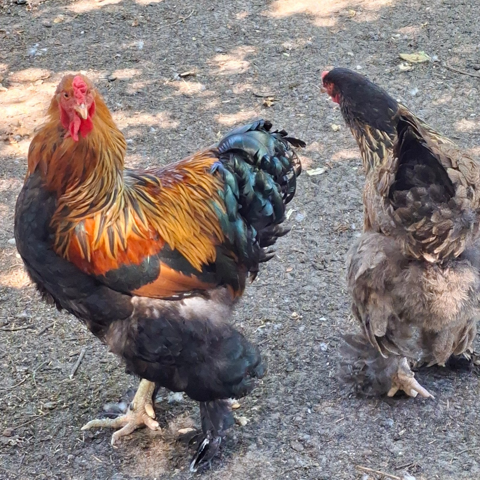 Brahma haan., Dieren en Toebehoren, Pluimvee, Mannelijk, Kip