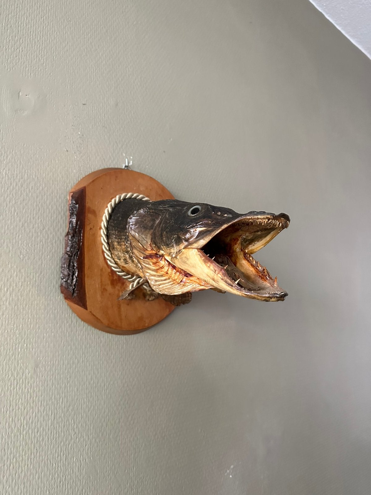 Grote opgezette snoekenkop op schild taxidermie, Ophalen of Verzenden, Zo goed als nieuw, Opgezet dier