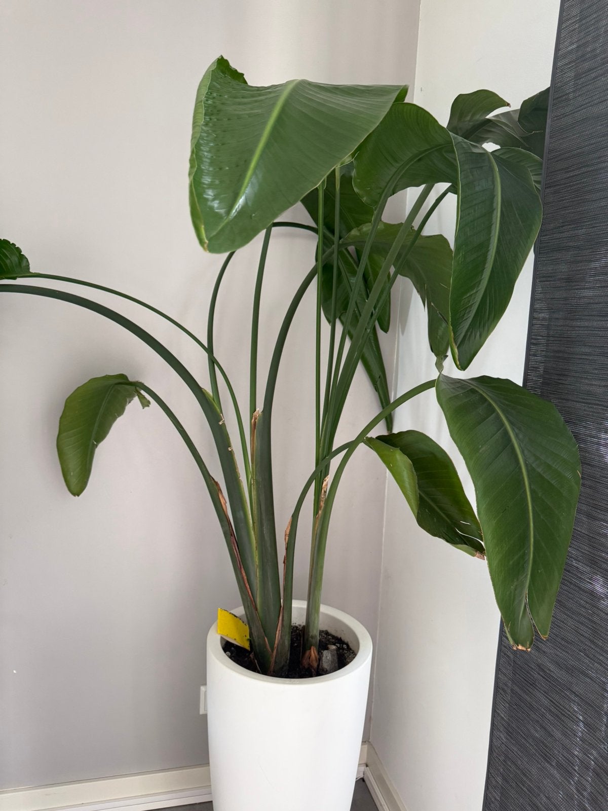 Grote Strelitzia Nicolai, Ophalen, Bolboom, 100 tot 250 cm