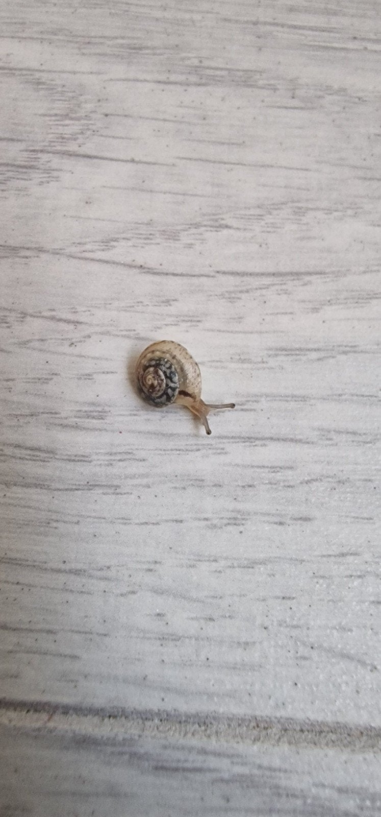 Caperer Snail (Helicella caperata, Dieren en Toebehoren, Overige Dieren, Mei, Geslacht onbekend