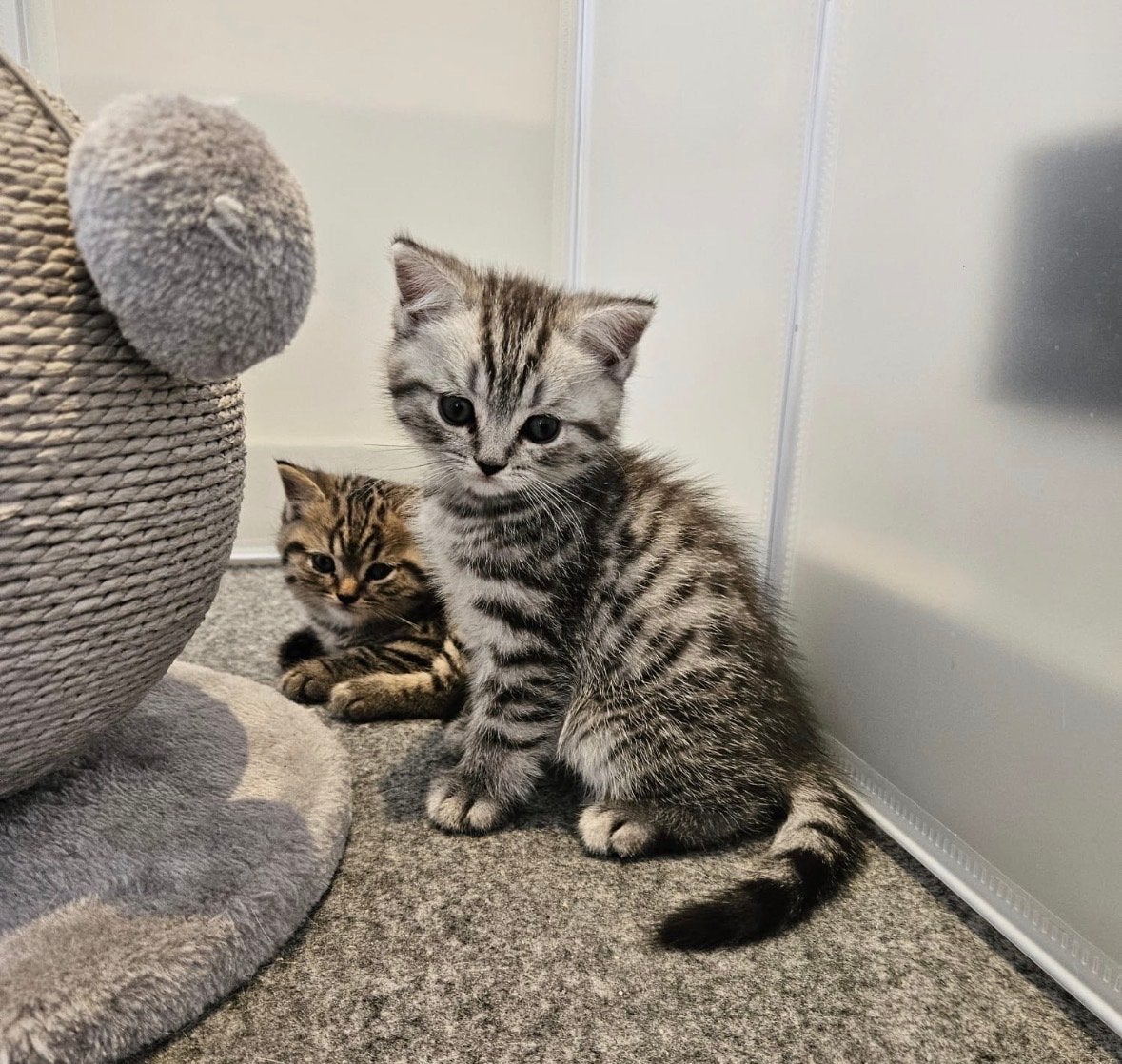 Brits korthaar kitten Black Silver tabby kater, Kater, Met stamboom, 0 tot 2 jaar