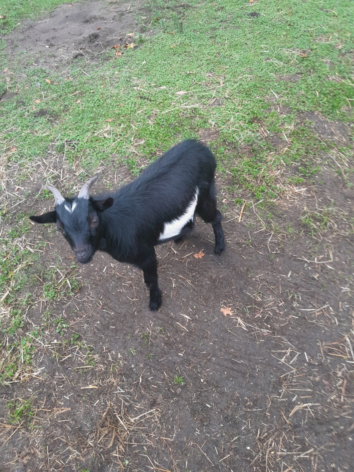 dwerg bokje, Dieren en Toebehoren, Mannelijk, Geit