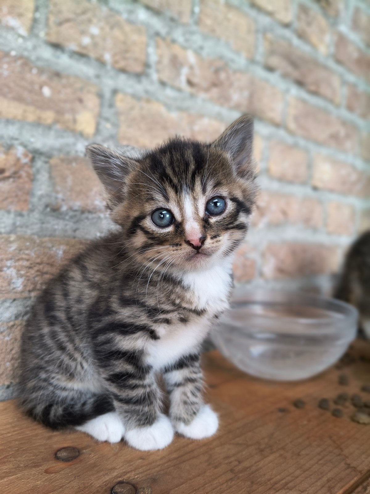 Leuke kittens op zoek naar een fijn huisje!, Meerdere dieren